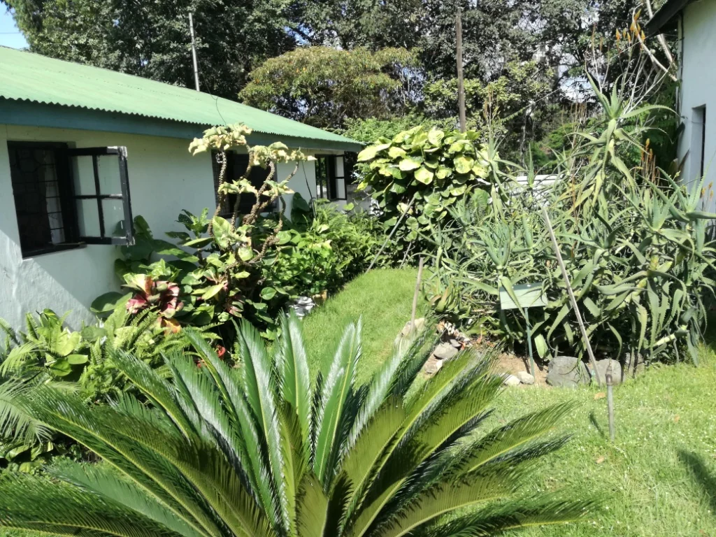 Museum buildings and planting in the Boma grounds in Arusha.